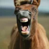Dartmoor Pony Notecards by Charles Sainsbury-Plaice
