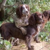 Greeting Card - Working Dogs by Charles Sainsbury-Plaice