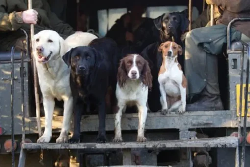 Greeting Card - Working Dogs by Charles Sainsbury-Plaice