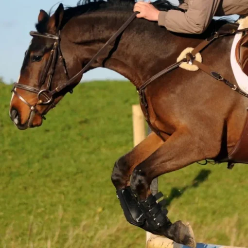 John Whitaker Valencia 5 Point Breastplate