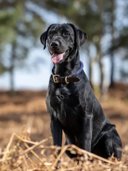 Lemieux Ascot Rope Dog Collar