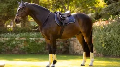 LeMieux Loire Classic GP Square SS25