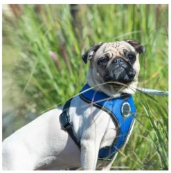 Pet London Trek Harness A